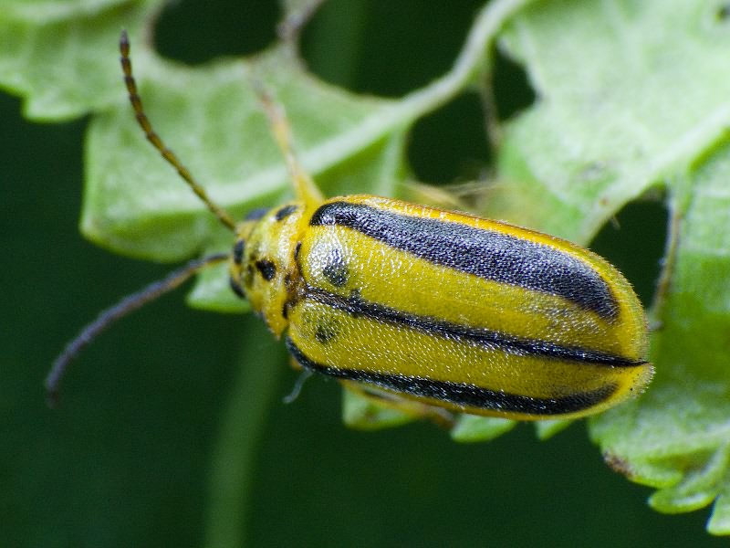 Xanthogaleruca luteola (O.F. Müller, 1776)